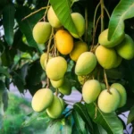 ল্যাংড়া 50