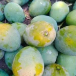 ল্যাংড়া 50