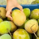 ল্যাংড়া 50